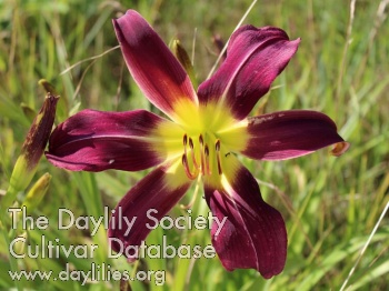 Daylily Kien Mill
